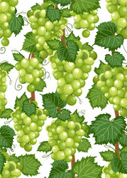 Grape Vine Pattern - White Background vector image