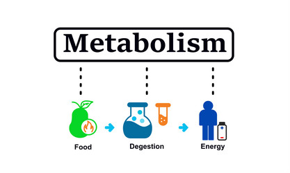 Metabolism symbiosis Royalty Free Vector Image