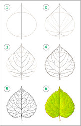 page shows how to learn step by draw vector image