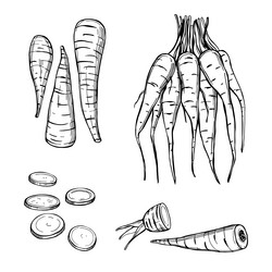 sketch parsnip vector image