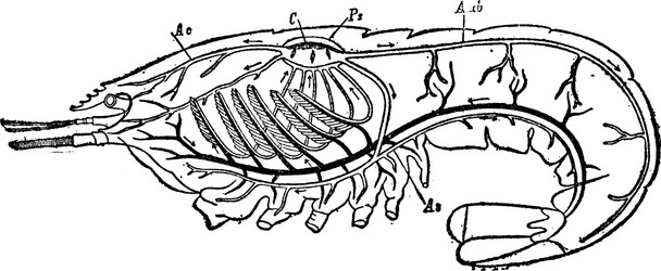 circulatory and respiratory system of a crayfish vector