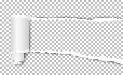 transparent torn wisp paper with curl vector image