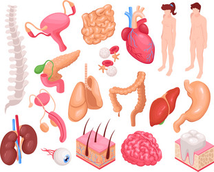 Set of organs cute happy human smiling Royalty Free Vector