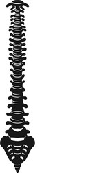 Drawing spine Royalty Free Vector Image - VectorStock