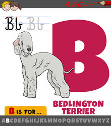 Letter b from alphabet with cartoon bedlington vector