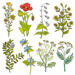 Floral Herb Collection - Vintage Style Vector Image