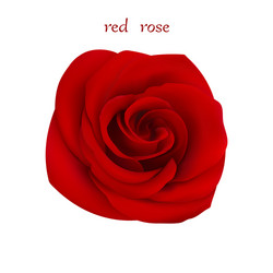 Watercolor Red Rose Royalty Free Vector Image - VectorStock