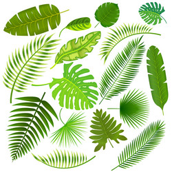 Tropical Leaf Set Vector Image