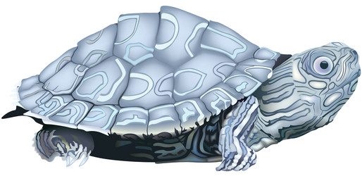 Colored Map Turtle vector image