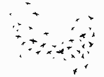 Black Bird Flock Silhouette Vector Image
