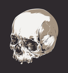 Cracked Skull Art Vector Image