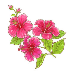 Hibiscus Branch with Flowers Vector Image