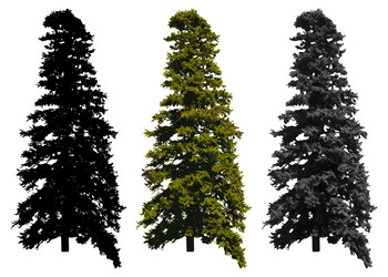 Tree isolated on white background Royalty Free Vector Image