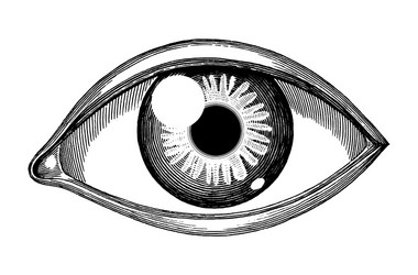 Human Reference Vector Images (over 1,000)