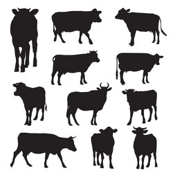 Cow Silhouettes Collection Vector Image