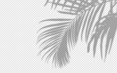 shadow overlay from a palm tree branch isolated vector image