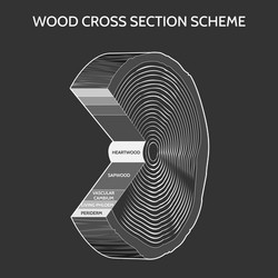 Wood cross section scheme vector