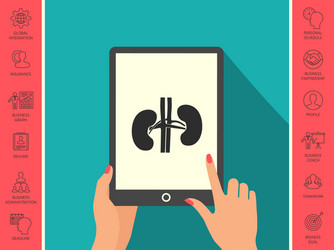 Human organs kidney icon vector