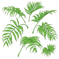 Tropical Palm Fronds Sketch Vector Image