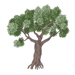 Olive tree hand drawn Royalty Free Vector Image