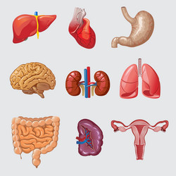 Human organs infographic set Royalty Free Vector Image