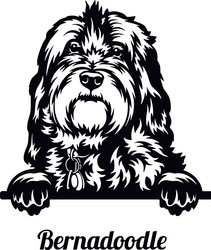 bernedoodle dog - peeking breed pet vector