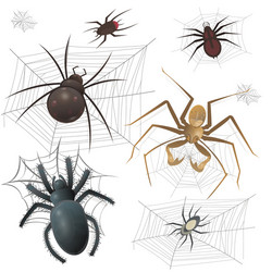 set of spiderweb with spiders vector image