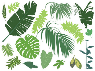 Tropical Leaf Set Vector Image