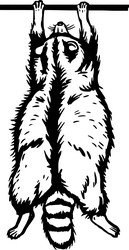 Raccoon Family Vector Images (over 250)