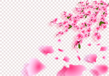 sakura is gorgeous cherry branches with delicate Vector Image