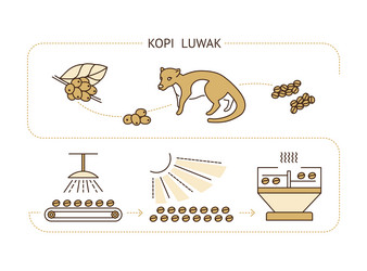 Stages of production coffee beans kopi luwak vector