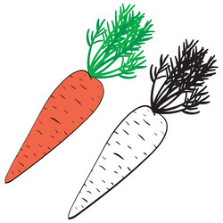 Carrots in color and without outline vector