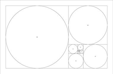 fibonacci sequence circles golden ratio vector image