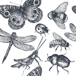 Intricate Insect Sketch Pattern vector image