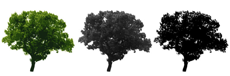 tree isolated on white background vector image