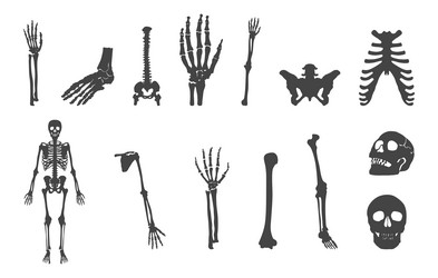 Human bones skeleton silhouette set Royalty Free Vector