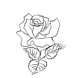 rose sketch on white background Vector Image