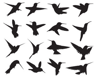 hummingbirds silhouettes Vector Image