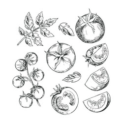 hand drawn tomatoes with leaf Vector Image