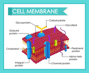 Exocytosis vesicle transport cell membrane Vector Image
