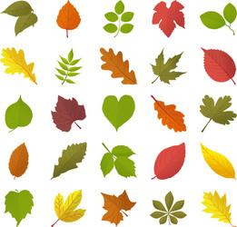Autumn Leaf Collection Vector Image