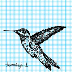 hummingbird sketch on graph paper vector