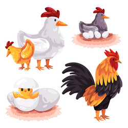 cock cockerel chicken hen hatching vector