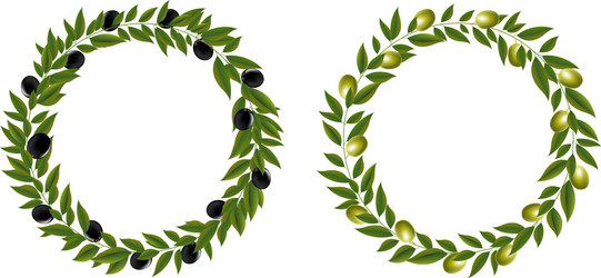 two olives wreath isolated white background vector