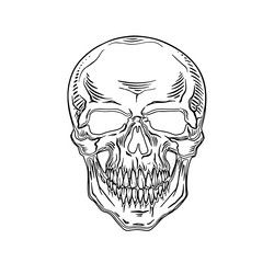 Detailed Human Skull Artwork Vector Image
