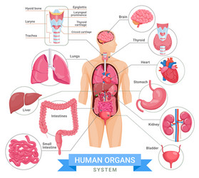 Human Organ System Diagram vector image
