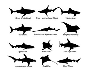 Shark Silhouette Collection Vector Image