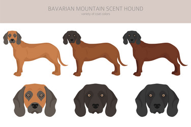 Bavarian Mountain Hound Vector Images (17)