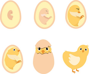 Chicken egg life cycle Royalty Free Vector Image