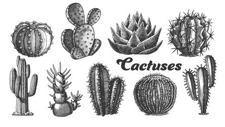 Collection desert plants cactus set vintage vector